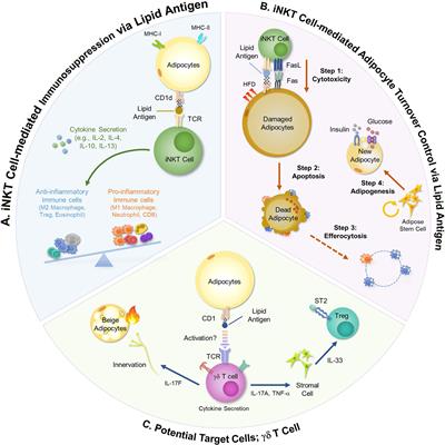 Adipocytes Are the Control Tower That Manages Adipose Tissue Immunity by Regulating Lipid Metabolism